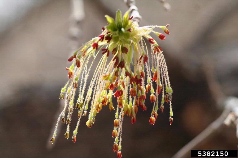 Boxelder Maple (Acer negundo)