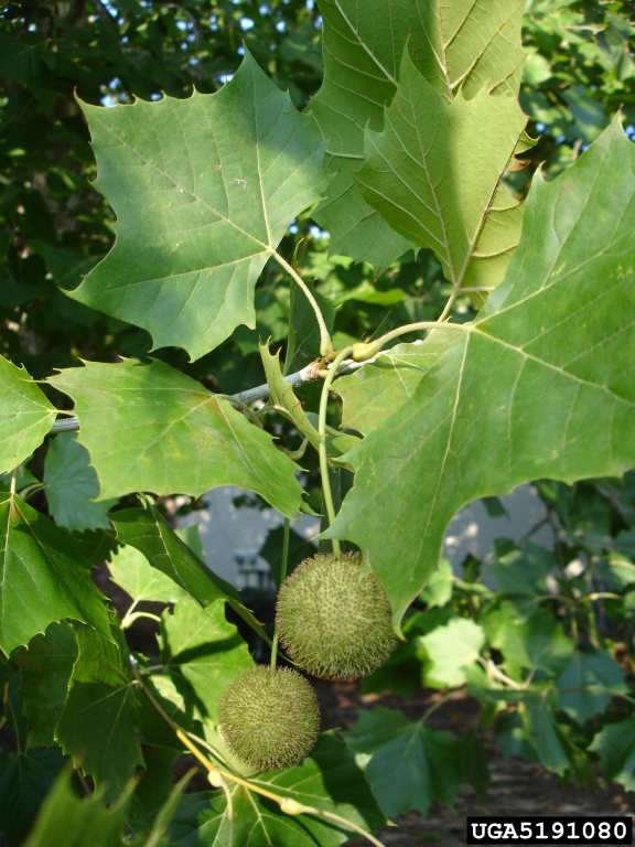 American Sycamore (Platanus occidentalis)