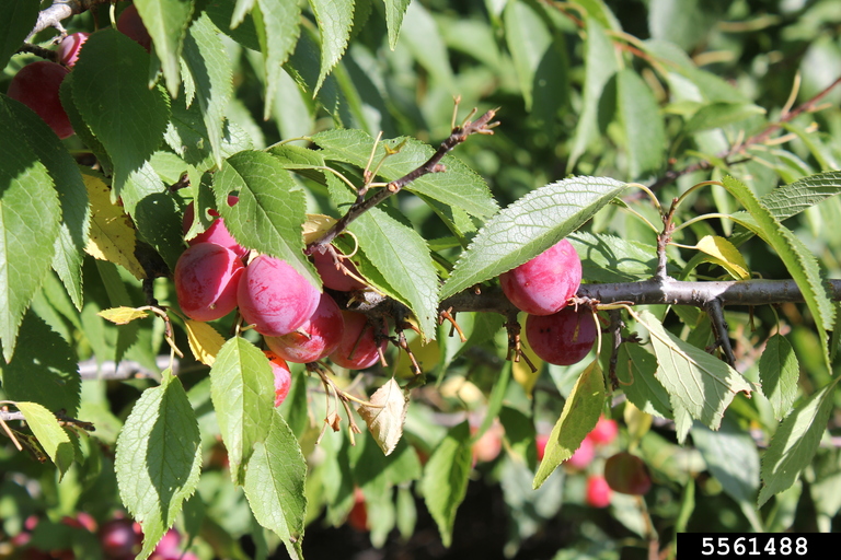 American Plum (Prunus americana)